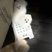 Spitz nain poméranian #2