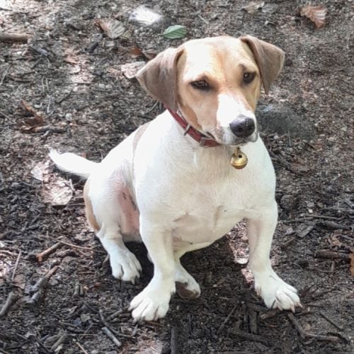 Chiots jack russell #2