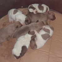 Chiots jack russell
