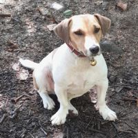 Chiots jack russell #2