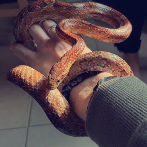 Serpent des blés à donner x2