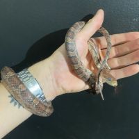 Serpent des blés à donner x2 #1