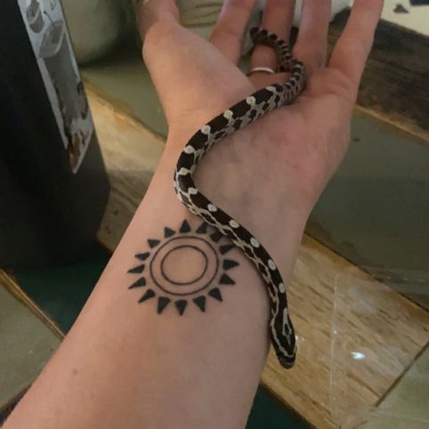 Serpent des blés à donner