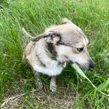 Knopa, chienne de 4kg terrier à sauver!!