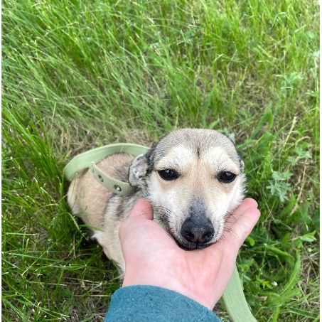 Knopa, chienne de 4kg terrier à sauver!! #2