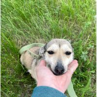 Knopa, chienne de 4kg terrier à sauver!! #2