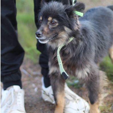 Mia - mini pom spitz de 2 ans à adopter!! #1