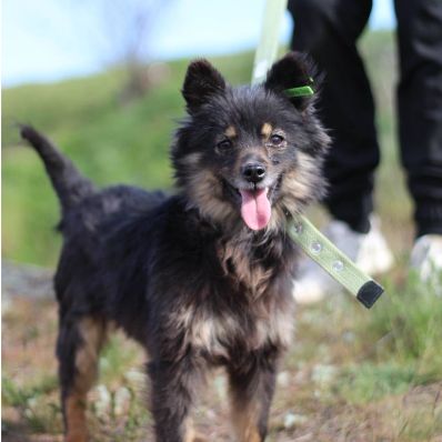Mia - mini pom spitz de 2 ans à adopter!!
