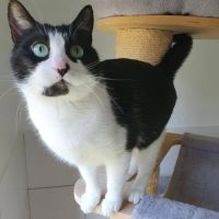 Inaya, adorable minette à l'adoption #1
