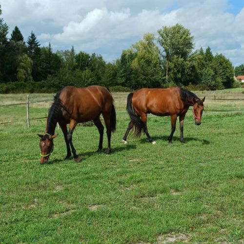 2 chevaux à confier #0