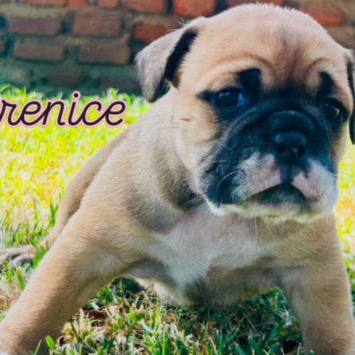 Bébés bulldogs continentaux #1