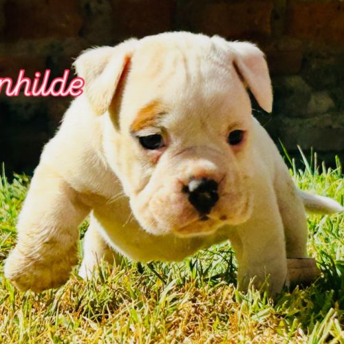 Bébés bulldogs continentaux #4