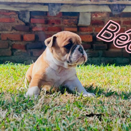 Bébés bulldogs continentaux