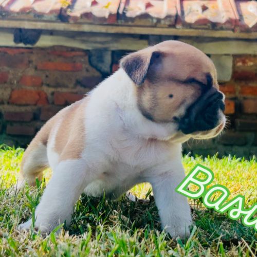 Bébés bulldogs continentaux #6