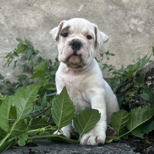 Bébés bulldogs continentaux