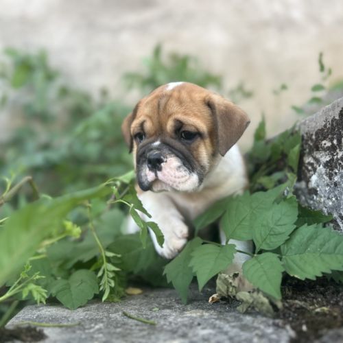 Bébés bulldogs continentaux #3