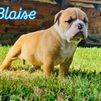 Bébés bulldogs continentaux #2