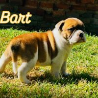 Bébés bulldogs continentaux #3