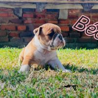 Bébés bulldogs continentaux