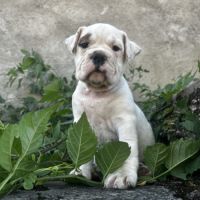 Bébés bulldogs continentaux