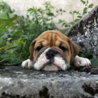 Bébés bulldogs continentaux #2