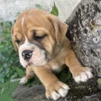 Bébés bulldogs continentaux #4