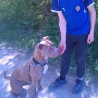 (urgent) loka - famille acceuil ou adoption france