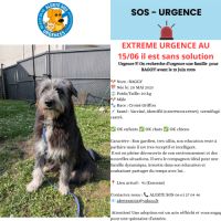 Urgent baggy croise york 20kg a adopter/acceuil