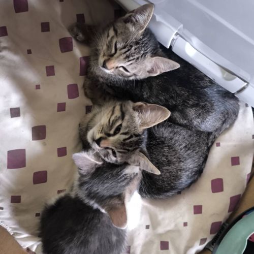 Bella, adorable chaton à l'adoption #1