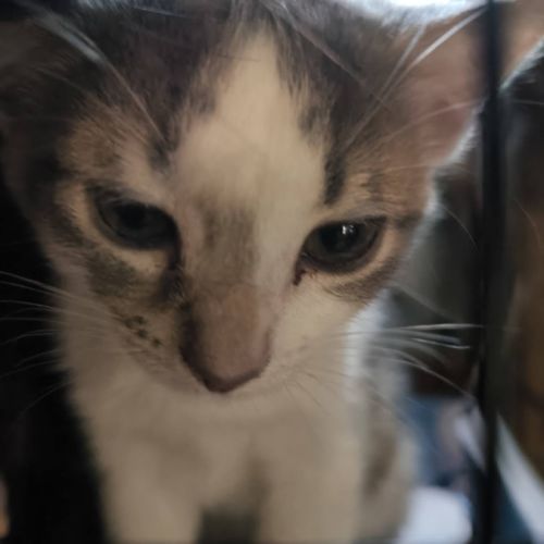 Bella, adorable chaton à l'adoption #3