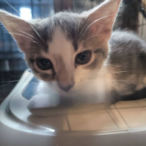 Bella, adorable chaton à l'adoption #4