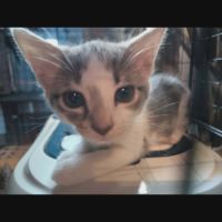 Bella, adorable chaton à l'adoption
