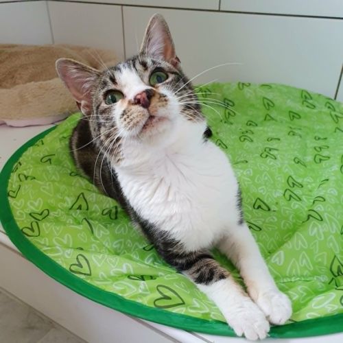 Hoshi, adorable chat à l'adoption #3