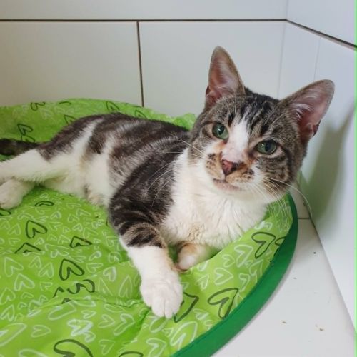 Hoshi, adorable chat à l'adoption #4