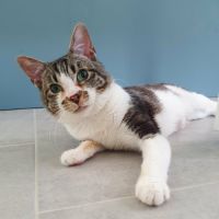 Hoshi, adorable chat à l'adoption
