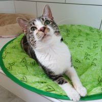 Hoshi, adorable chat à l'adoption #3