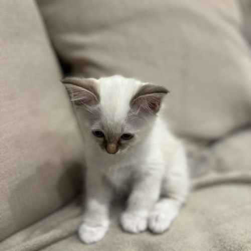 Chatons sacré de birmanie #4