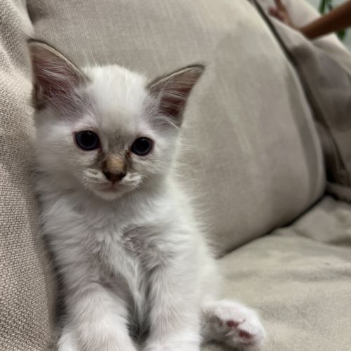 Chatons sacré de birmanie #5