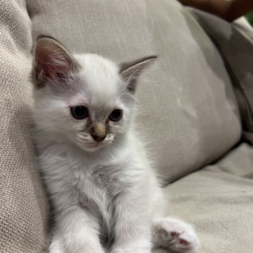 Chatons sacré de birmanie #6
