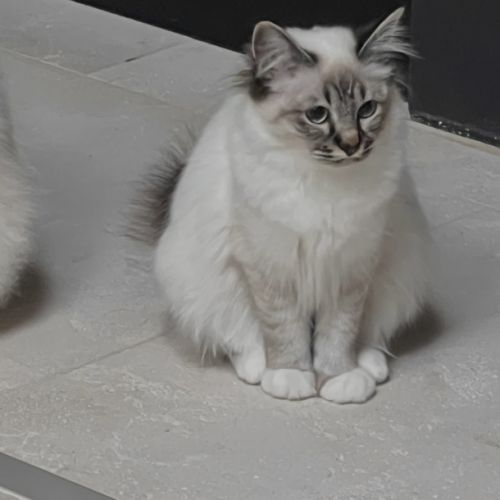 Chatons sacré de birmanie #8