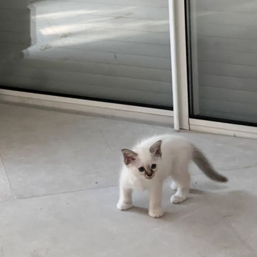 Chatons sacré de birmanie #9