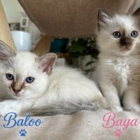 Chatons sacré de birmanie