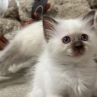 Chatons sacré de birmanie #2