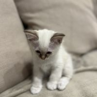 Chatons sacré de birmanie #4