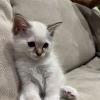 Chatons sacré de birmanie #6
