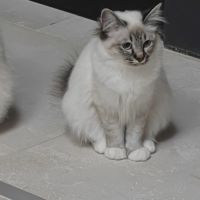 Chatons sacré de birmanie #8