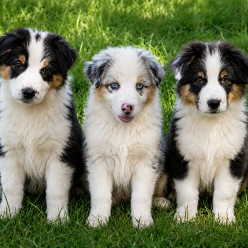 3 chiots bergers australiens lof dispo #0