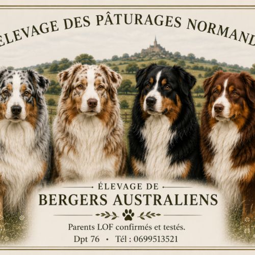 3 chiots bergers australiens lof dispo #2
