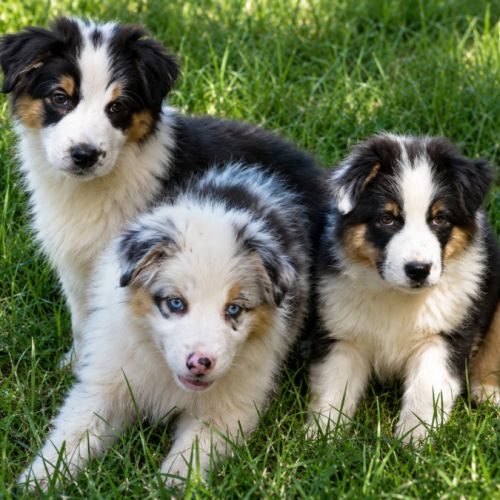 3 chiots bergers australiens lof dispo #3