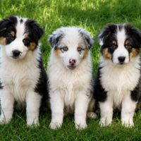 3 chiots bergers australiens lof dispo